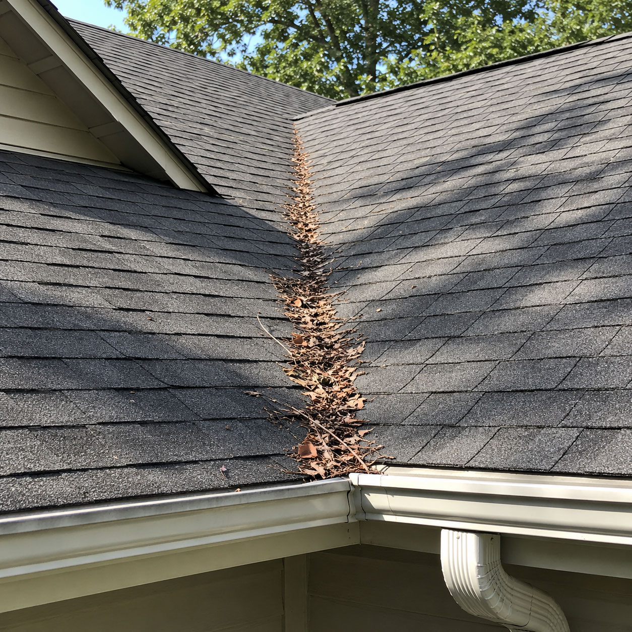 Debris and leaves accumulating in the roof valley between two peaked sections of an asphalt shingle roof, demonstrating the need for professional gutter and roof cleaning services