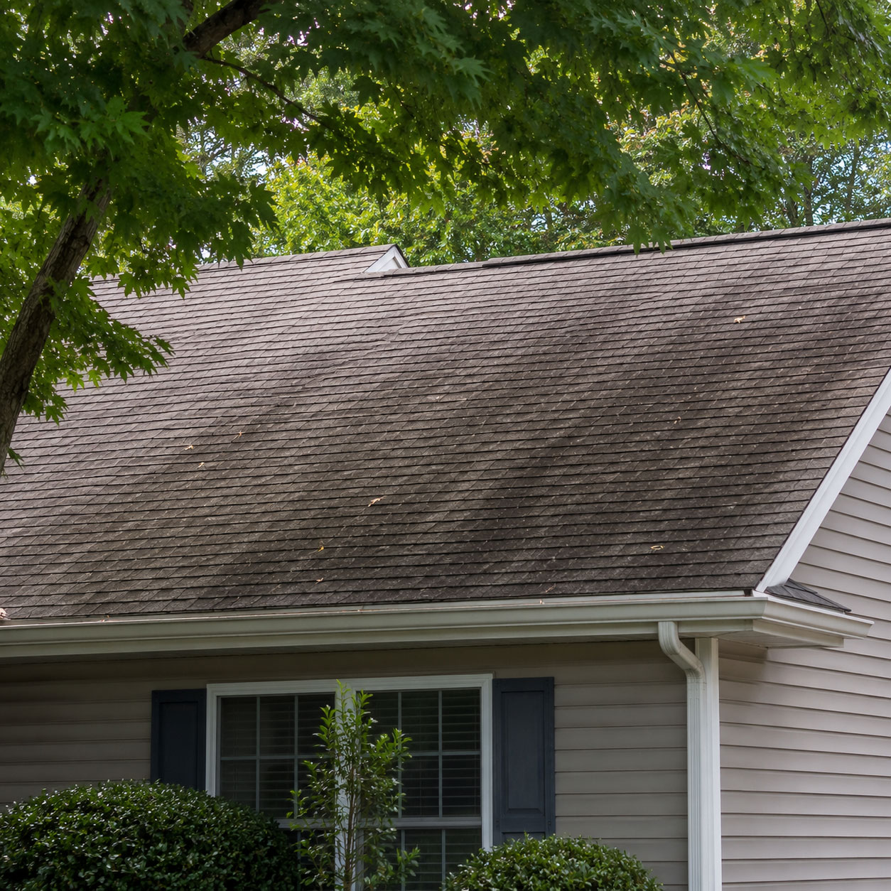 Single-story house with gray siding and dark roof shaded by overhanging tree branches, showing stains on roof from debris and algae buildup